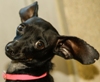The Shelter Pet Project Jumps to the Top!
